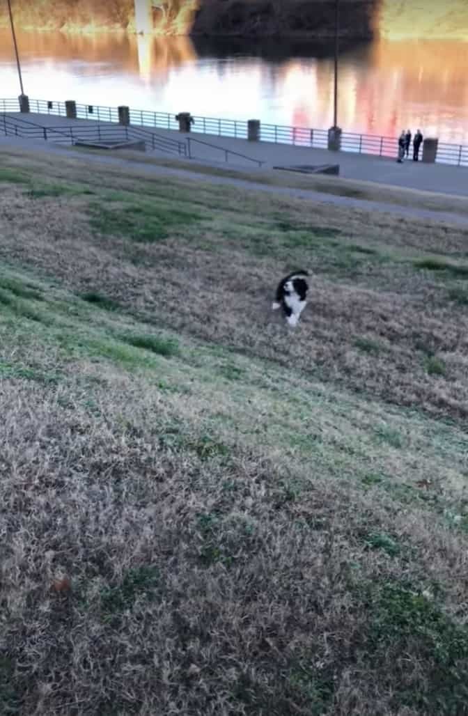 斜面の上にいる飼い主さんを追いかけようとした子犬。ところが、この子にはまだこの斜面は急すぎたようで・・・