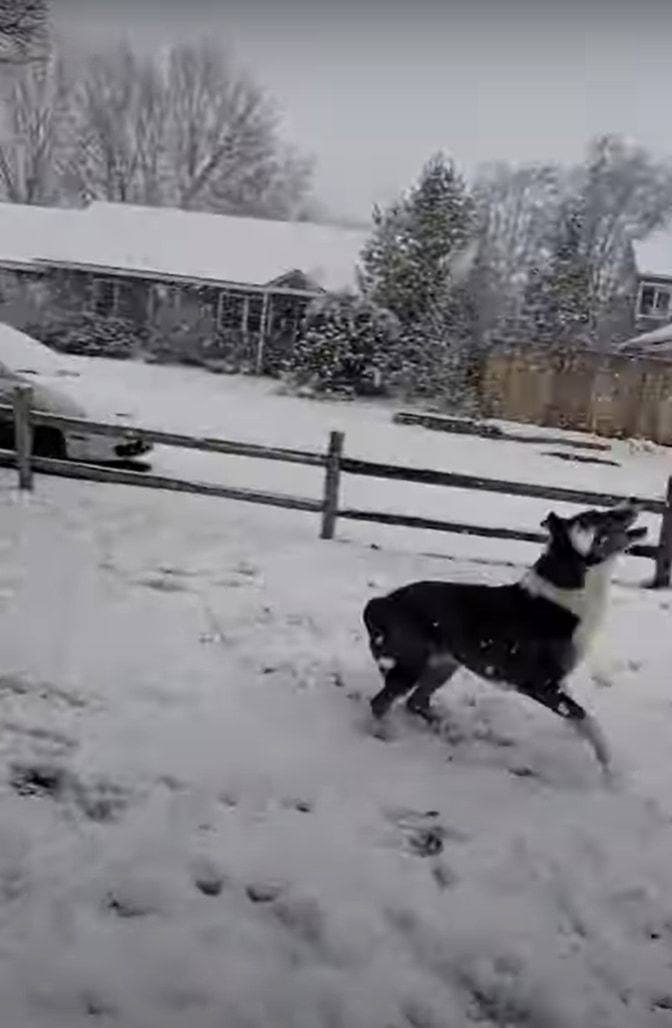 雪が大好きな犬。なんとか雪を捕まえようとジャンプ！ジャンプ！！雪をゲットするためなら何度だってスゴい跳躍をするつもりのようです