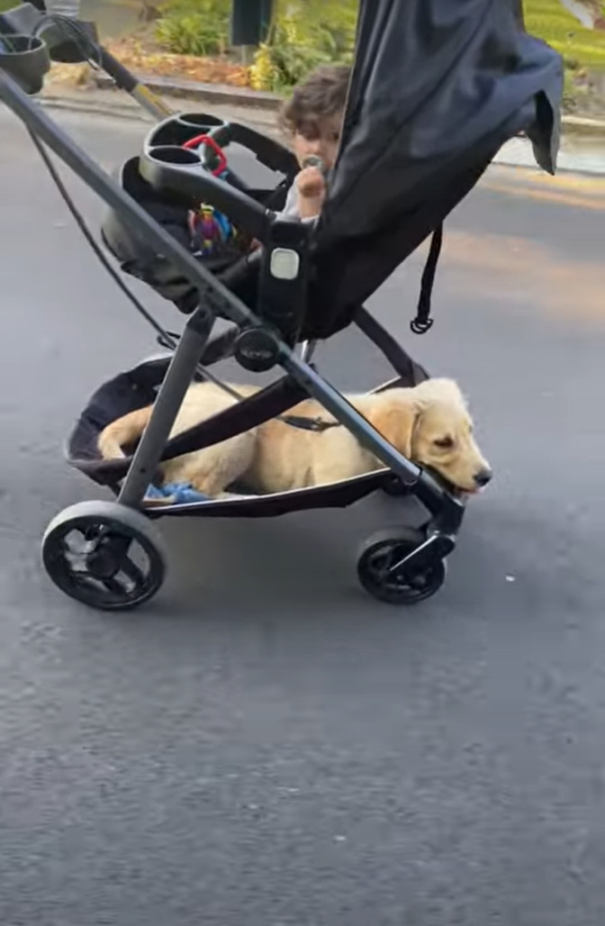 まるで二段ベッド？！毎日一緒にお散歩に行くという赤ちゃんと子犬。お散歩の間、子犬がいる場所にビックリ！！【アメリカ・動画】