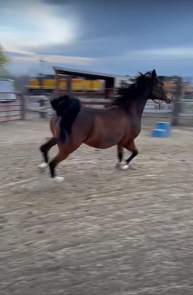 軽やかに、優美に走る馬。リズムカルに駆けるこの馬が、足を滑らせて転ぶだなんて・・・そんなことあるわけないじゃないですか