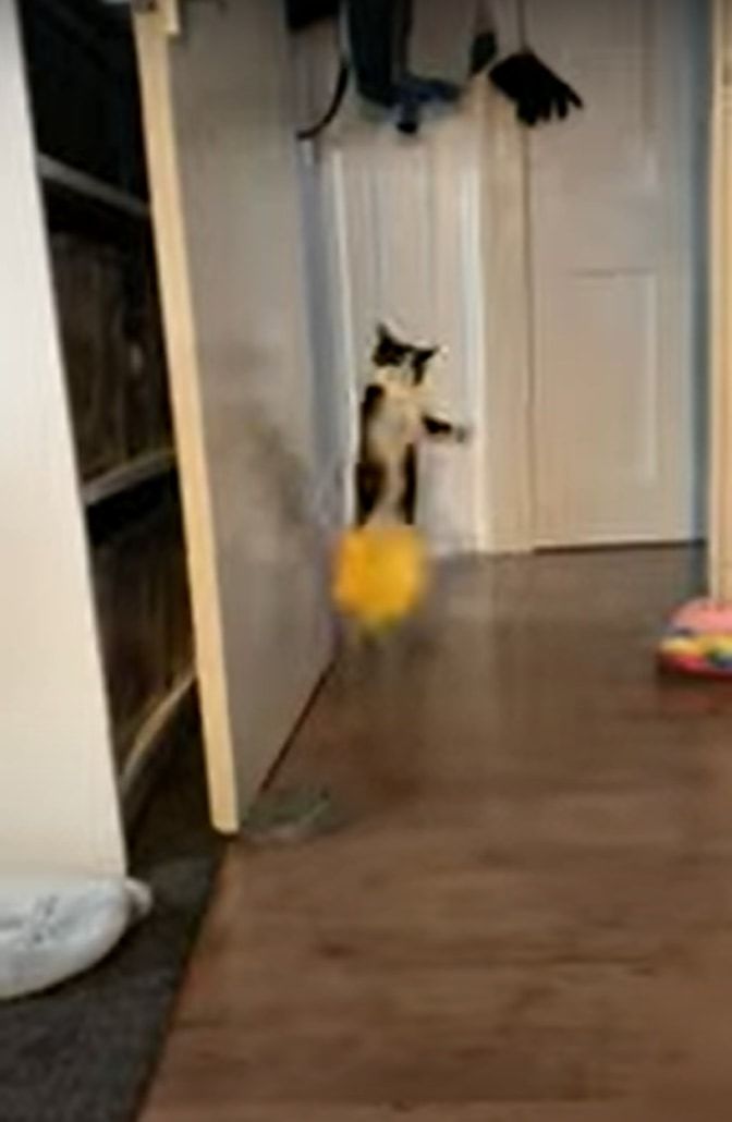 ボール遊びが大好きな猫。飼い主さんが高くバウンドするようにボールを跳ねさせると・・・、部屋からあらわれた姿にビックリ！！