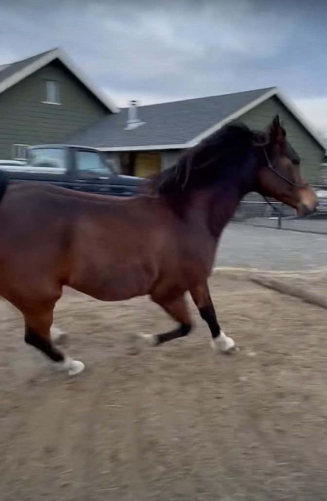 軽やかに、優美に走る馬。リズムカルに駆けるこの馬が、足を滑らせて転ぶだなんて・・・そんなことあるわけないじゃないですか