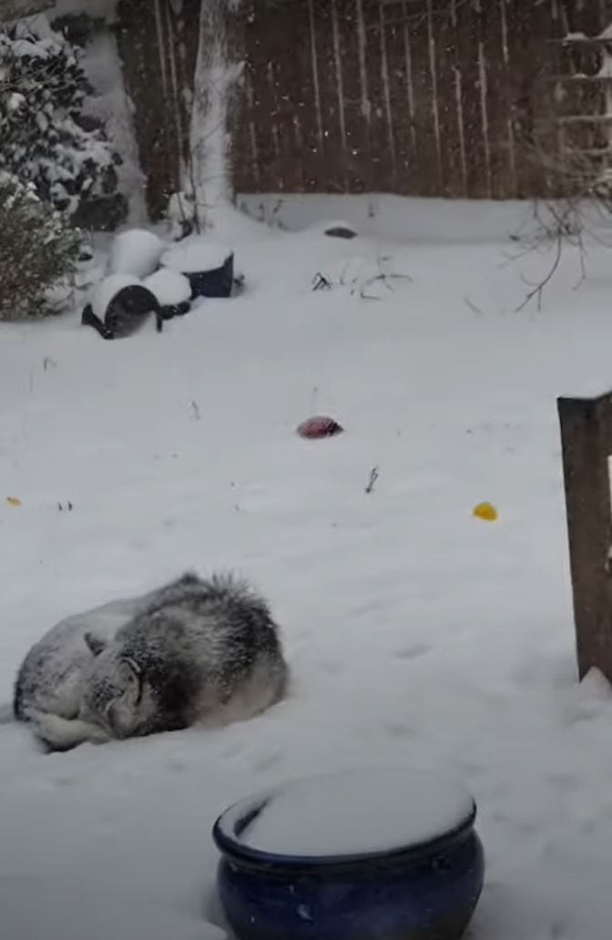 冬の嵐が近付いてきているので愛犬にお家に入って欲しい愛犬VS雪が気持ちいのか外にいたいハスキー犬