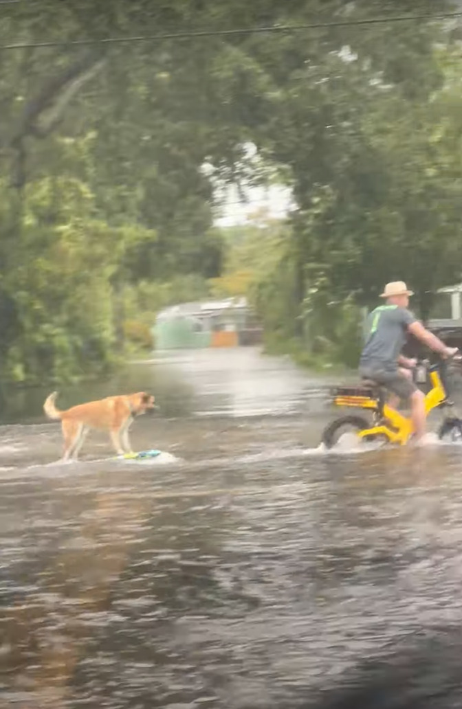 洪水になった街で・・。飼い主さんに連れられて、まさかのアクティビティをしている犬の姿がありました！！【アメリカ・動画】