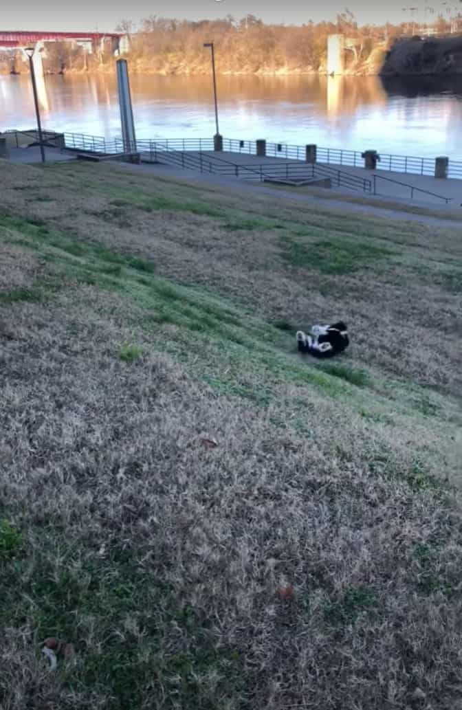 斜面の上にいる飼い主さんを追いかけようとした子犬。ところが、この子にはまだこの斜面は急すぎたようで・・・