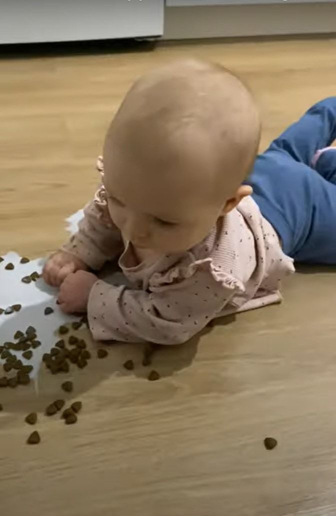 赤ちゃんが猫のご飯の入った容器を見つけて、ミルクやご飯こぼしちゃいました！！その様子を見ていた猫がなんとも言えない顔をしていました