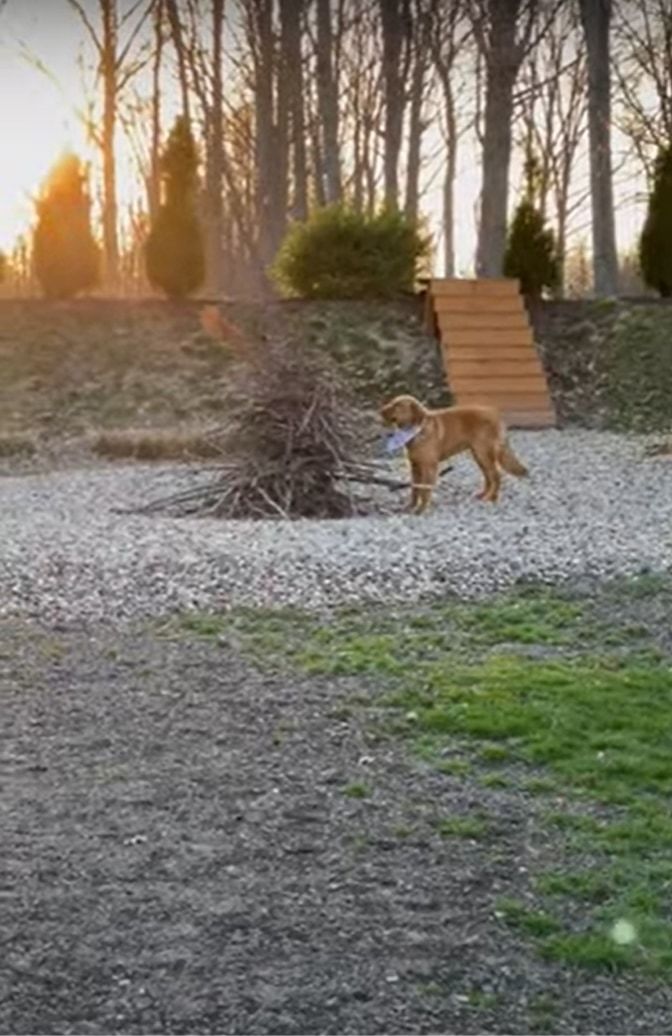 「これはいい枝だ」薪の山の中から最高の一本を見つけた犬。発掘に成功すると、一日中くわえて喜んでいました