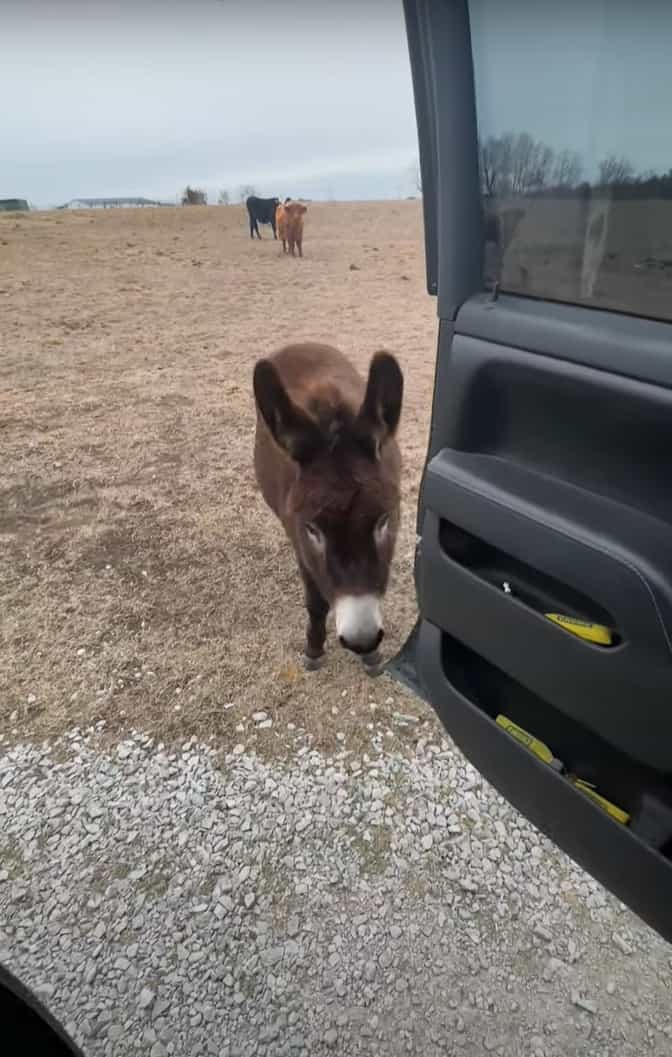 このロバとっても賢い！停車している車の前に待機して・・、とても愛らしい行動を見せました！！【アメリカ・動画】