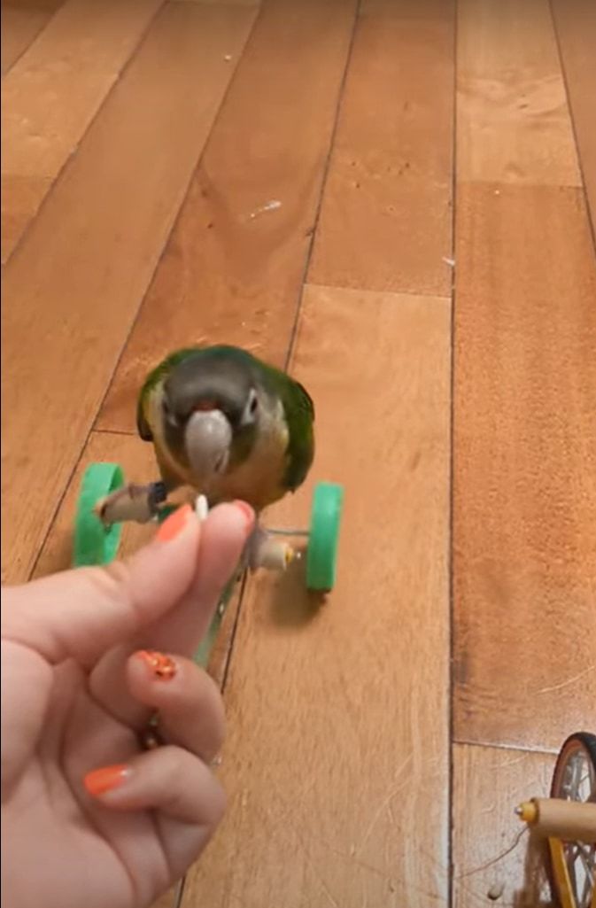 おやつが欲しいインコ。飼い主さんのもとまでは歩いていくのでもなく、飛んでいくのでもなく・・・ビックリする移動手段を用います！！