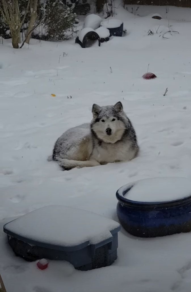 冬の嵐が近付いてきているので愛犬にお家に入って欲しい愛犬VS雪が気持ちいのか外にいたいハスキー犬