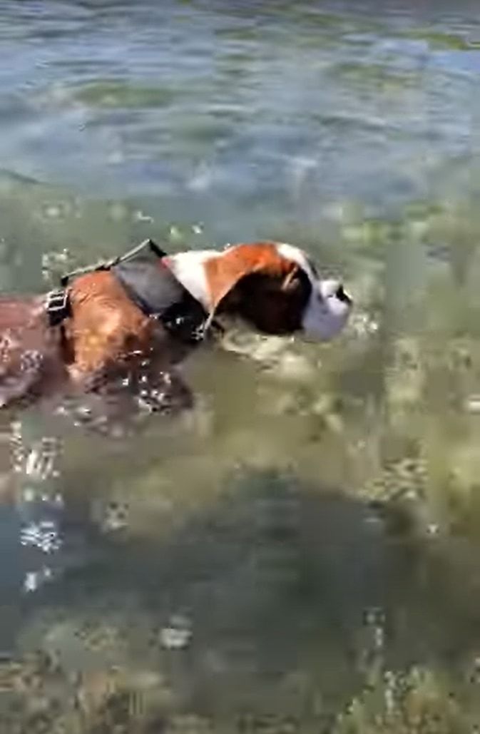 泳ぐのははじめてというボクサーの子犬。見事な犬かきを披露しますが・・・、川の流れが速いのか、なかなか前に進むことができません！！