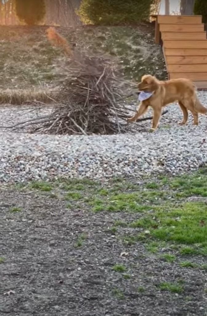 「これはいい枝だ」薪の山の中から最高の一本を見つけた犬。発掘に成功すると、一日中くわえて喜んでいました