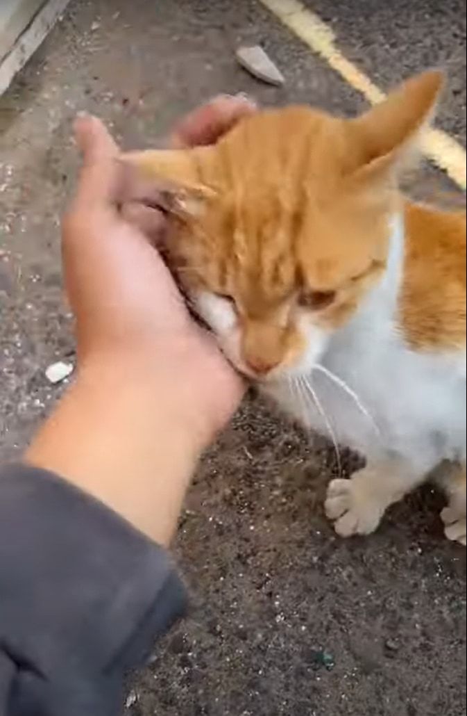 「あニャた、いったいなにしているのよ・・・」人懐っこい野良猫のことをなでなでしてあげていたら・・・、自宅からその姿をじっと見つめてくる愛猫の姿が！！