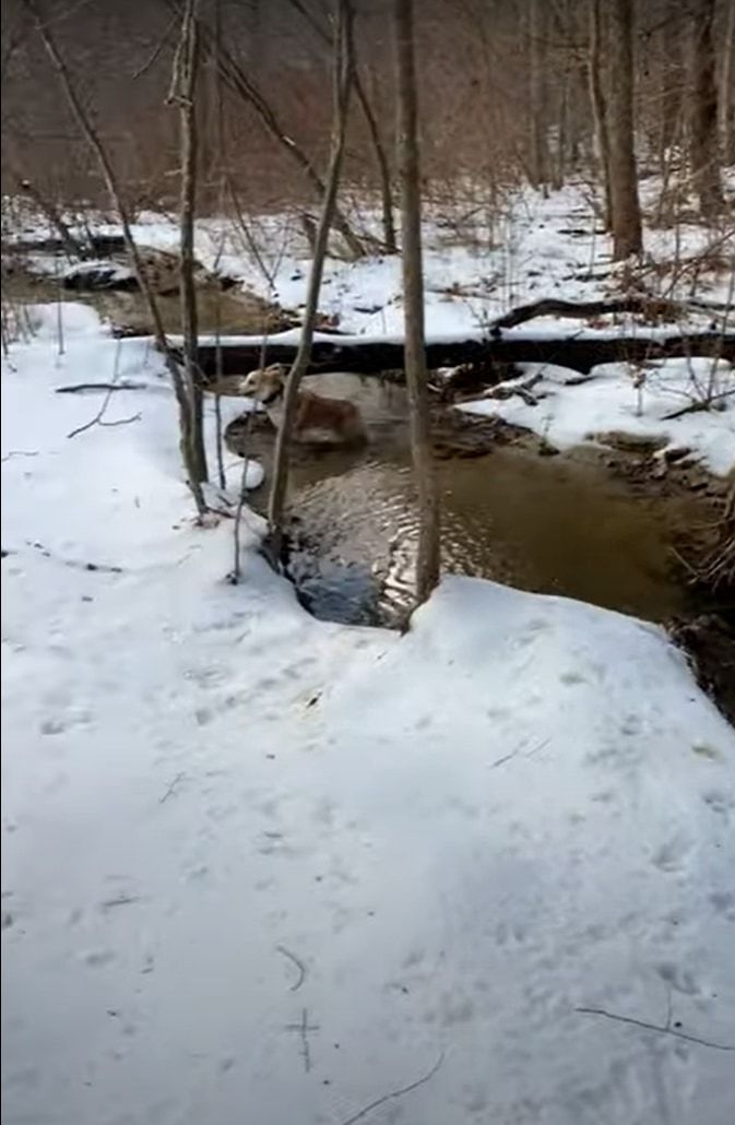 これは冷たそう！！雪も積もる小川の近くで追いかけっこをしていたコーギーたち。追われるコーギーが誤って川へポチャンと落ちてしまいました！！