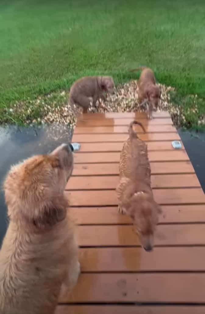 水辺までお散歩に来たゴールデンレトリバーの子犬。水面の浮草を芝生と思ってしまったらしく、この後人生初の水泳の練習をすることになりました