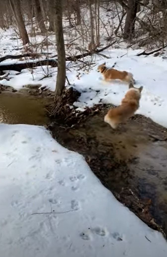 これは冷たそう！！雪も積もる小川の近くで追いかけっこをしていたコーギーたち。追われるコーギーが誤って川へポチャンと落ちてしまいました！！