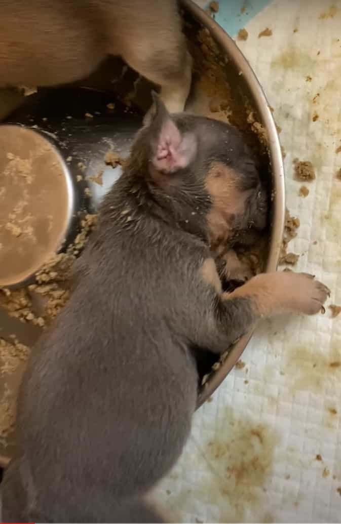 みんなと食事中のはずの子犬が全く動きません。どうやら、お腹いっぱいになってそのままお昼寝を始めてしまったようです【アメリカ・動画】