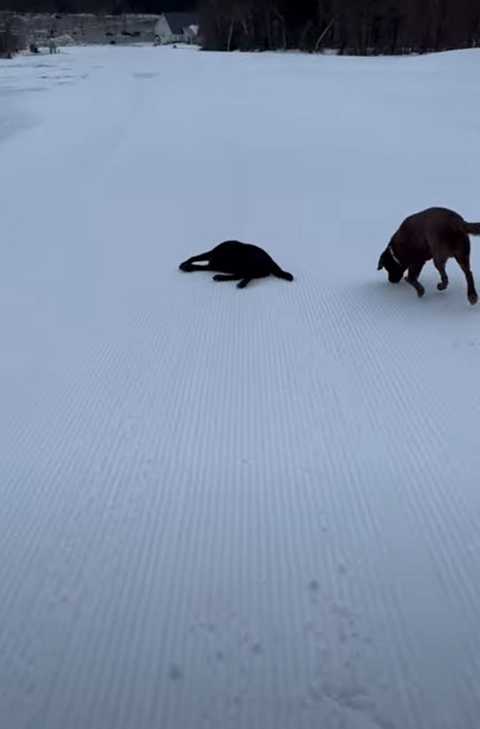 雪の上で頭や体をこすらせるようにして滑って進んでいくラブラドールレトリバーたち。もしかしてこの子達の間でブームなんでしょうか？