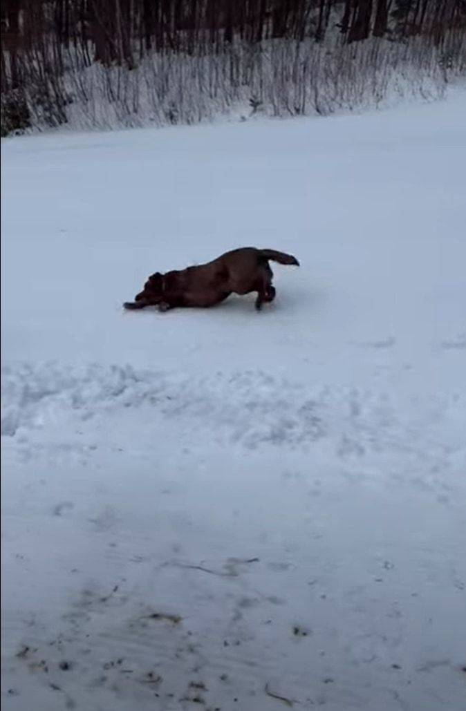 雪の上で頭や体をこすらせるようにして滑って進んでいくラブラドールレトリバーたち。もしかしてこの子達の間でブームなんでしょうか？