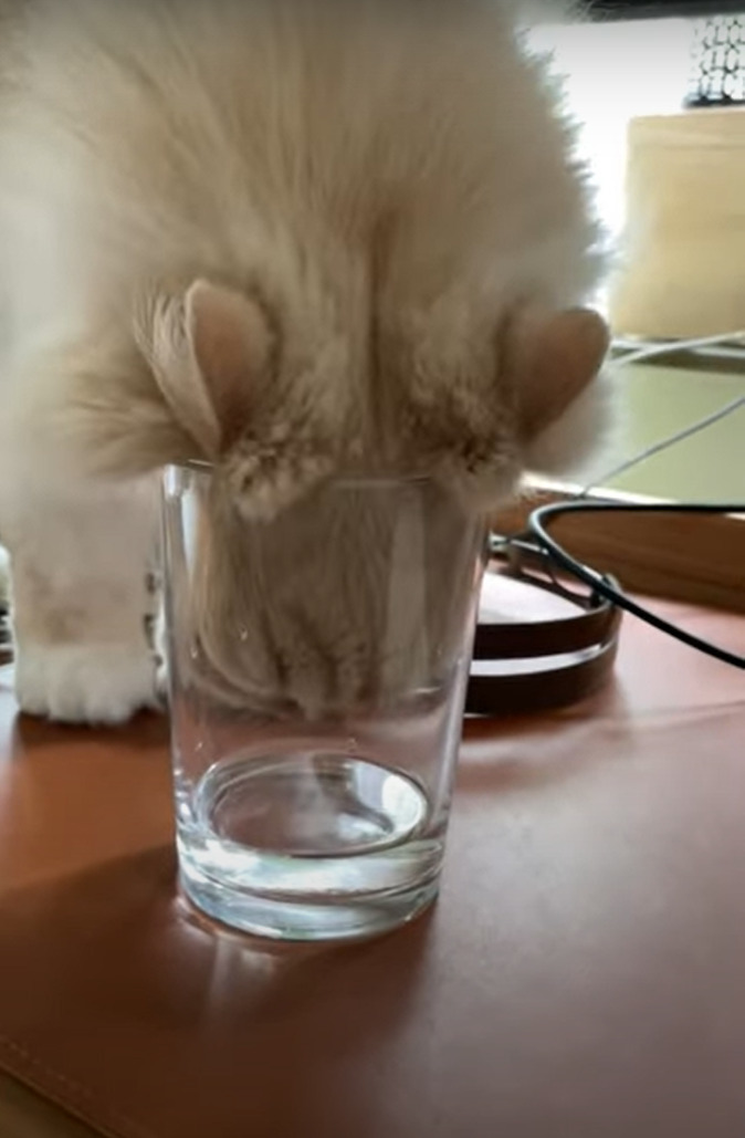 グラスの中の水が飲みたいモフモフ毛並みの猫。ほとんど入っていない水をどう飲むのかと思いきや、その飲んでいる姿にビックリ！【海外・動画】