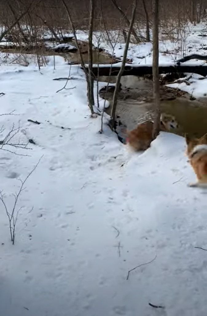 これは冷たそう！！雪も積もる小川の近くで追いかけっこをしていたコーギーたち。追われるコーギーが誤って川へポチャンと落ちてしまいました！！