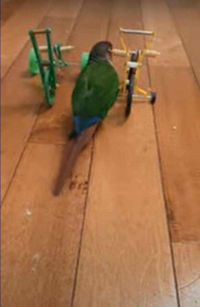 おやつが欲しいインコ。飼い主さんのもとまでは歩いていくのでもなく、飛んでいくのでもなく・・・ビックリする移動手段を用います！！