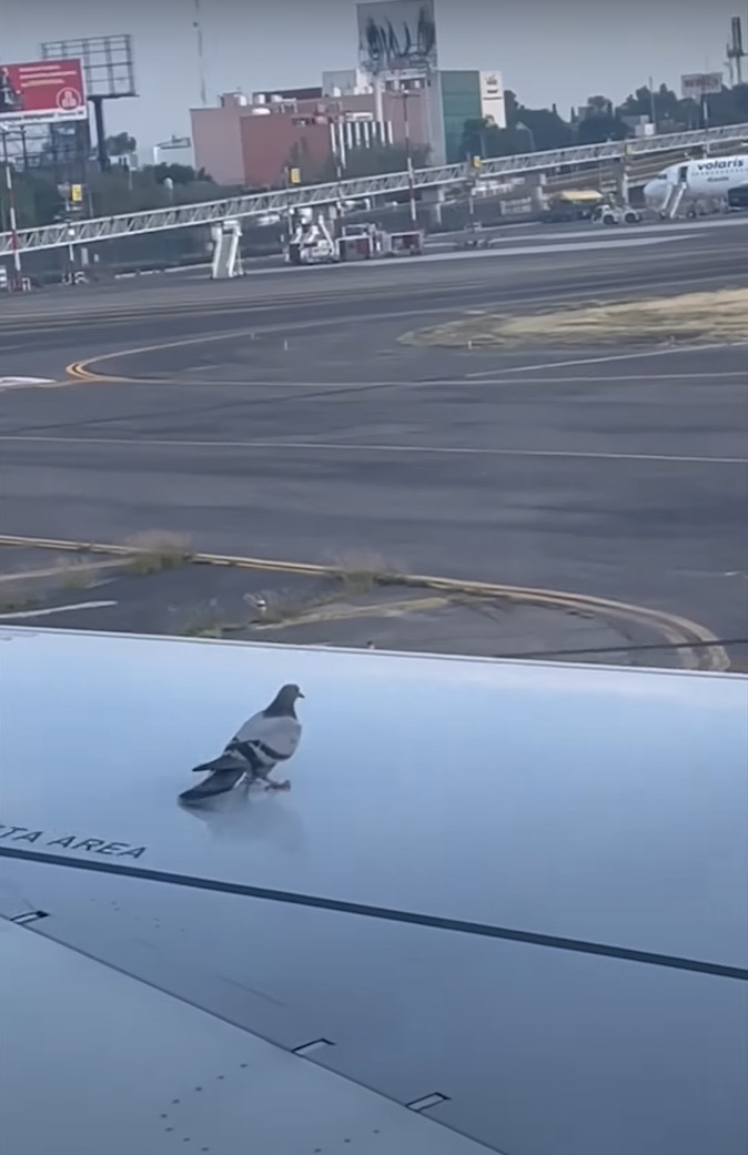 飛行機の翼の上にハトの姿を発見！！このハトも一緒に空の旅に出るのかと思いきや、飛行機がスピードを上げると・・