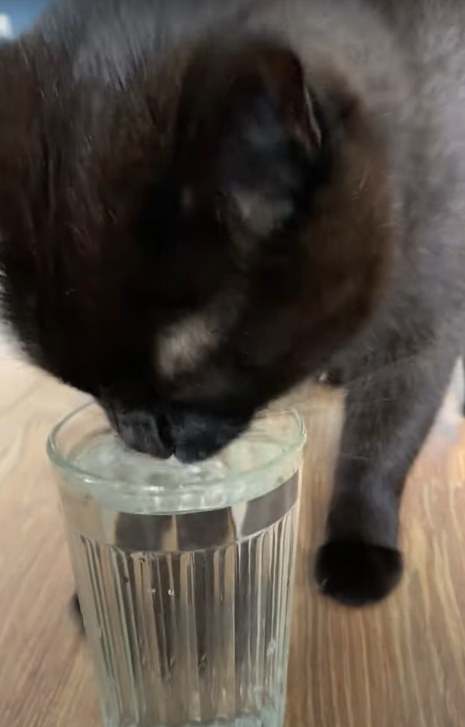 水の注がれたグラスを床に置かれるとすぐさま駆けつけた猫。美味しく水飲む前に・・ダンスをはじめましたよ？！？！