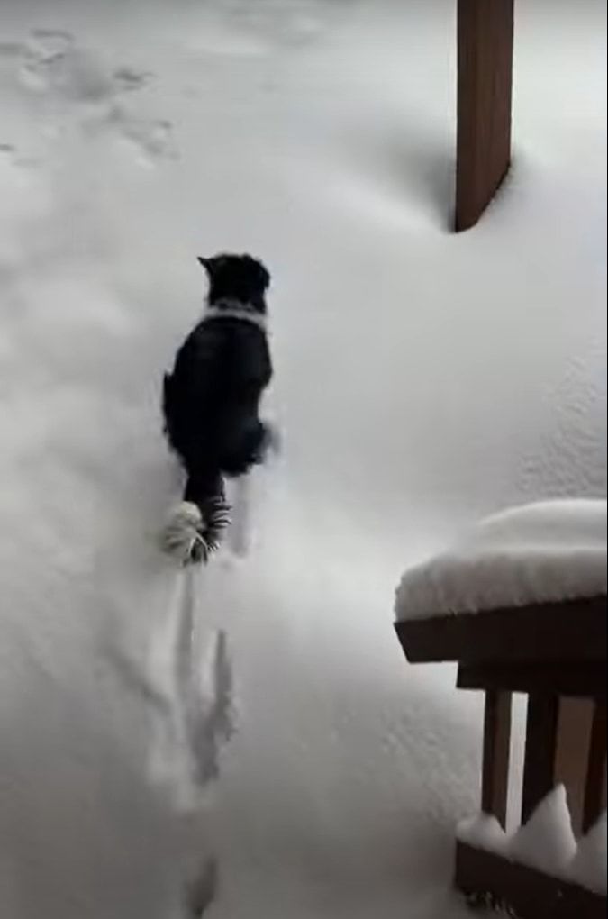 雪が積もったので勢いよく外に飛び出した犬でしたが・・・、思わぬハプニングのせいですぐお家に引き返すのでした