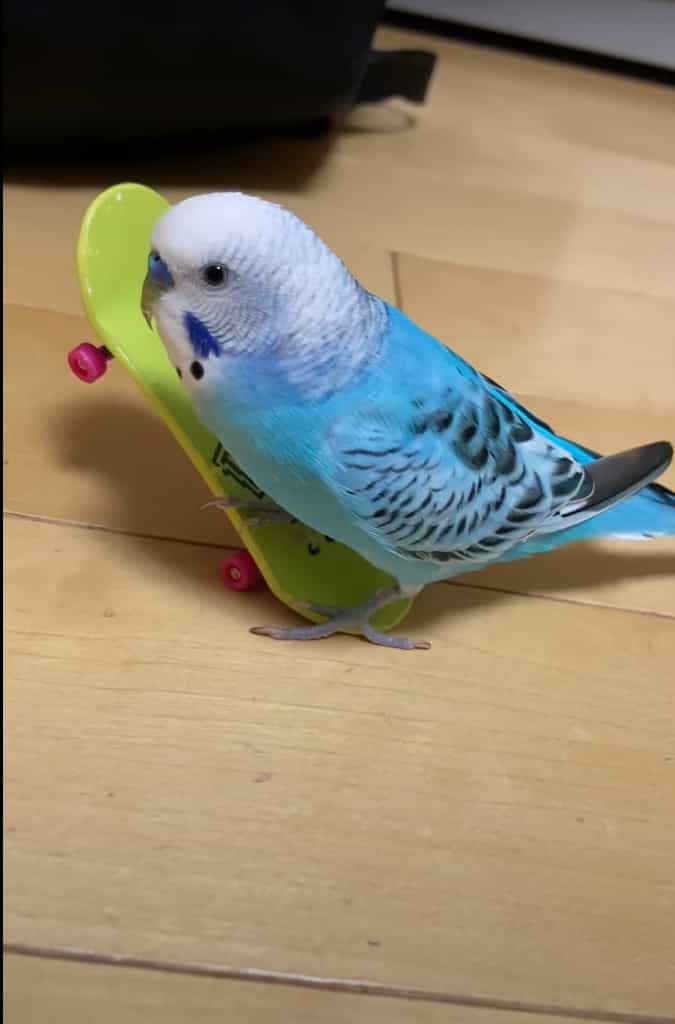 このインコがスゴい！！お家の中で『あるスポーツ』をして楽しんでいたのです！！【国内・動画】