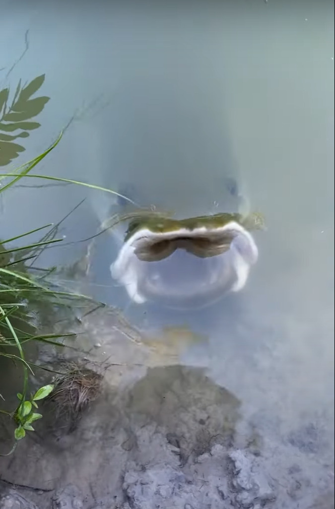 この映像のどこかに世界最大級の淡水魚「ピラルクー」がいるのですが・・、その場所がわかりますか？？【海外・動画】