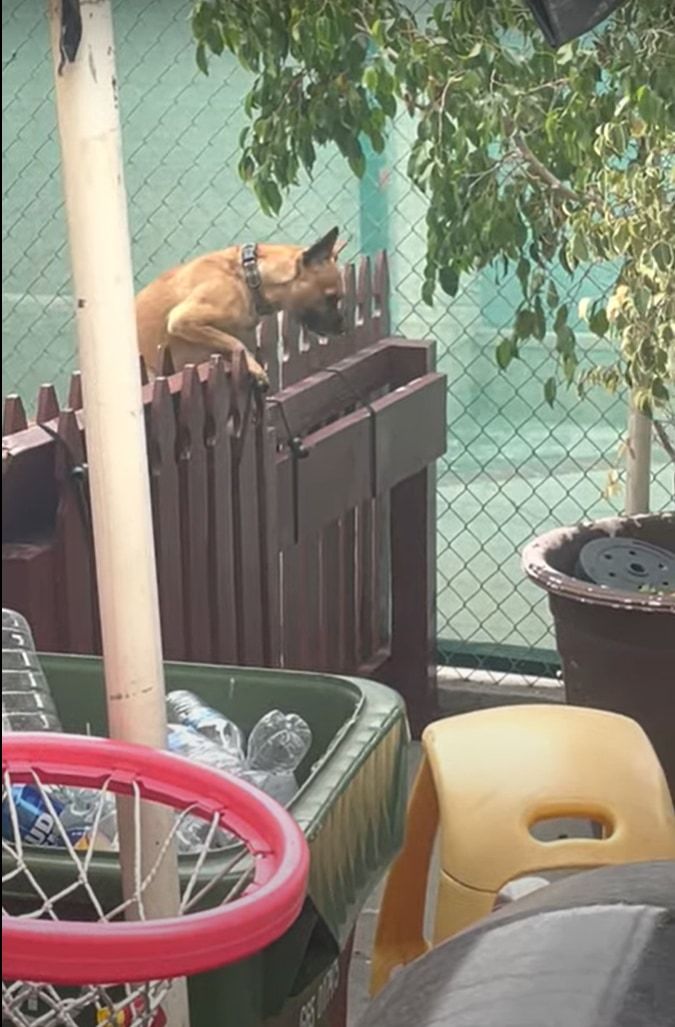 こっそりお家から抜け出していた愛犬。帰って来る時にフェンスの音を盛大に鳴らしたせいでヤンチャがバレてしまい・・・