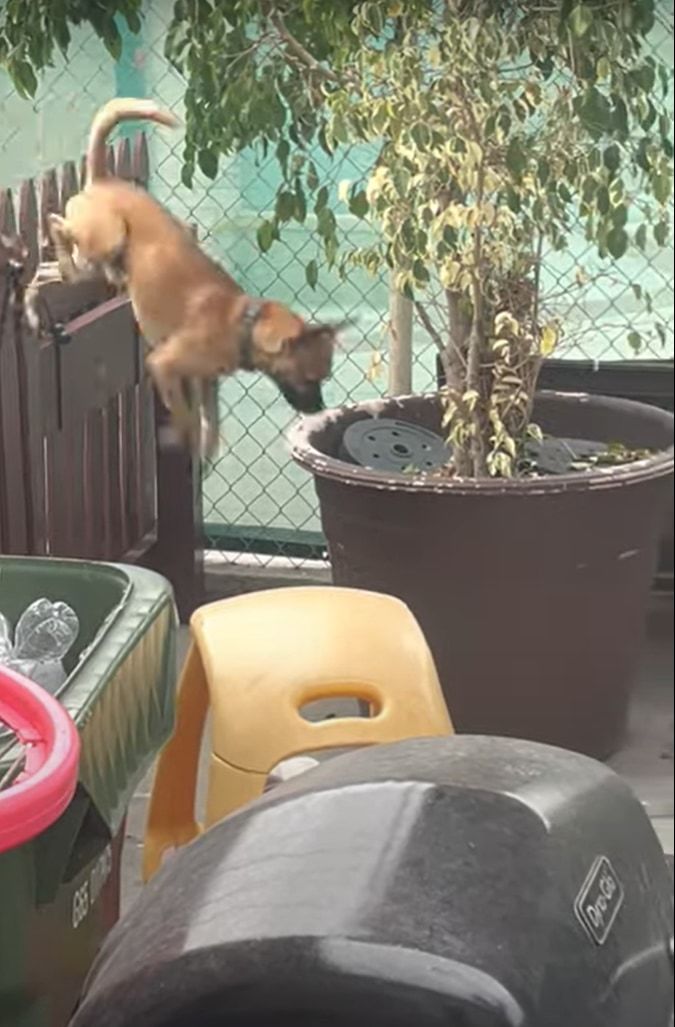 こっそりお家から抜け出していた愛犬。帰って来る時にフェンスの音を盛大に鳴らしたせいでヤンチャがバレてしまい・・・