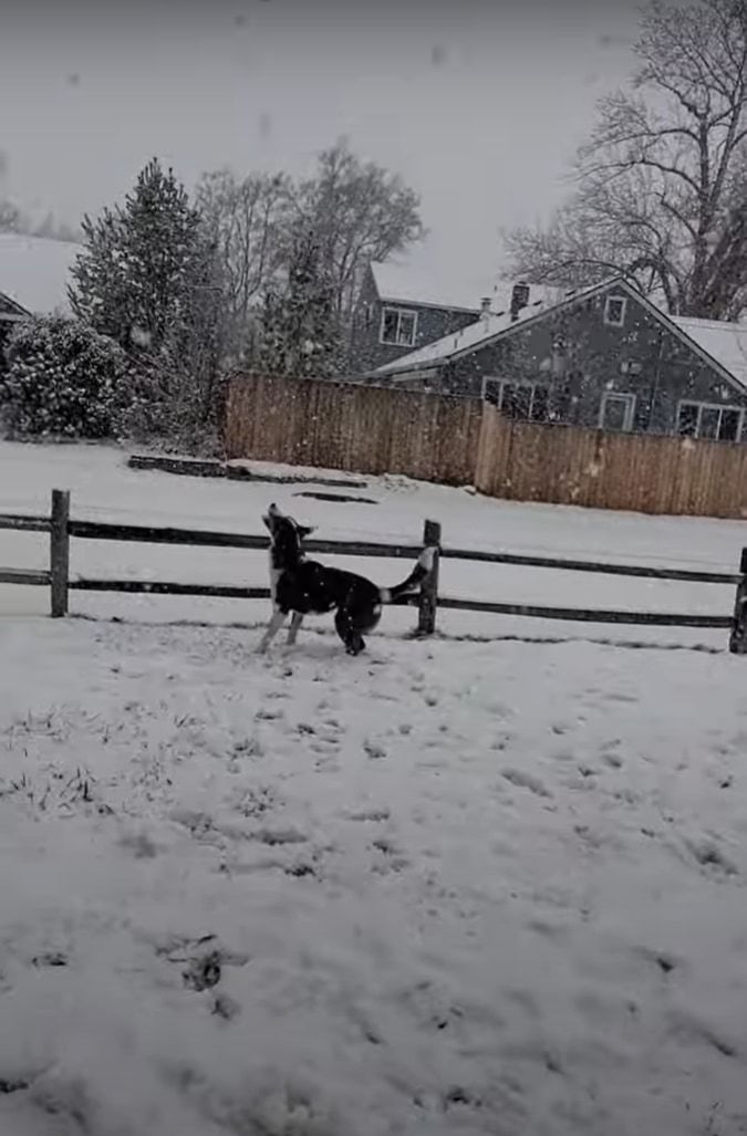 雪が大好きな犬。なんとか雪を捕まえようとジャンプ！ジャンプ！！雪をゲットするためなら何度だってスゴい跳躍をするつもりのようです