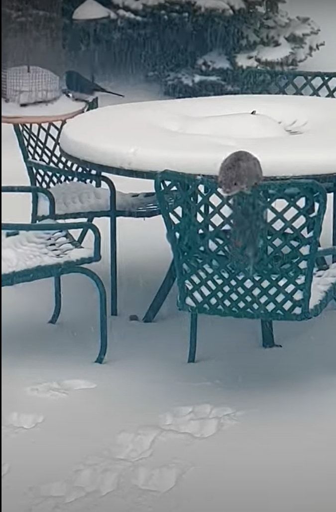 雪が降る中、庭に姿をあらわしたリス。野鳥用の餌箱に向かって見事なジャンプを披露しますが・・・、果たしてご飯をゲットできたのか？！