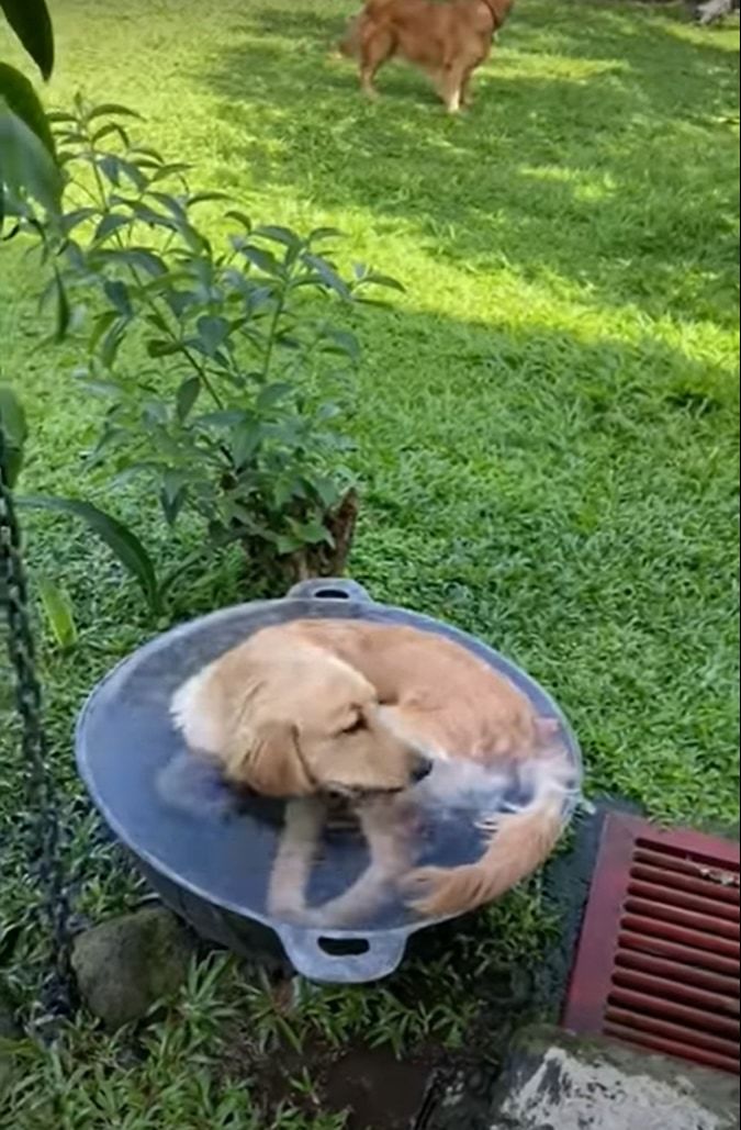 これで一石二鳥？水も飲みたいし、涼みもしたい犬の出した解決案が大胆！！