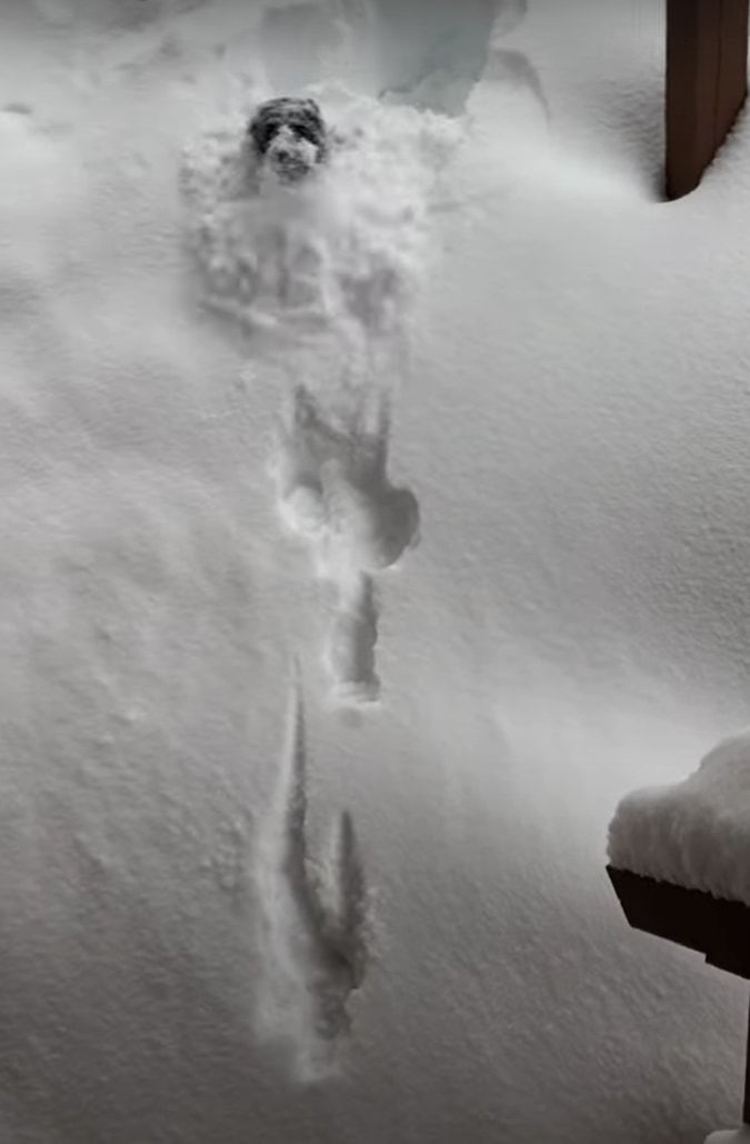 雪が積もったので勢いよく外に飛び出した犬でしたが・・・、思わぬハプニングのせいですぐお家に引き返すのでした