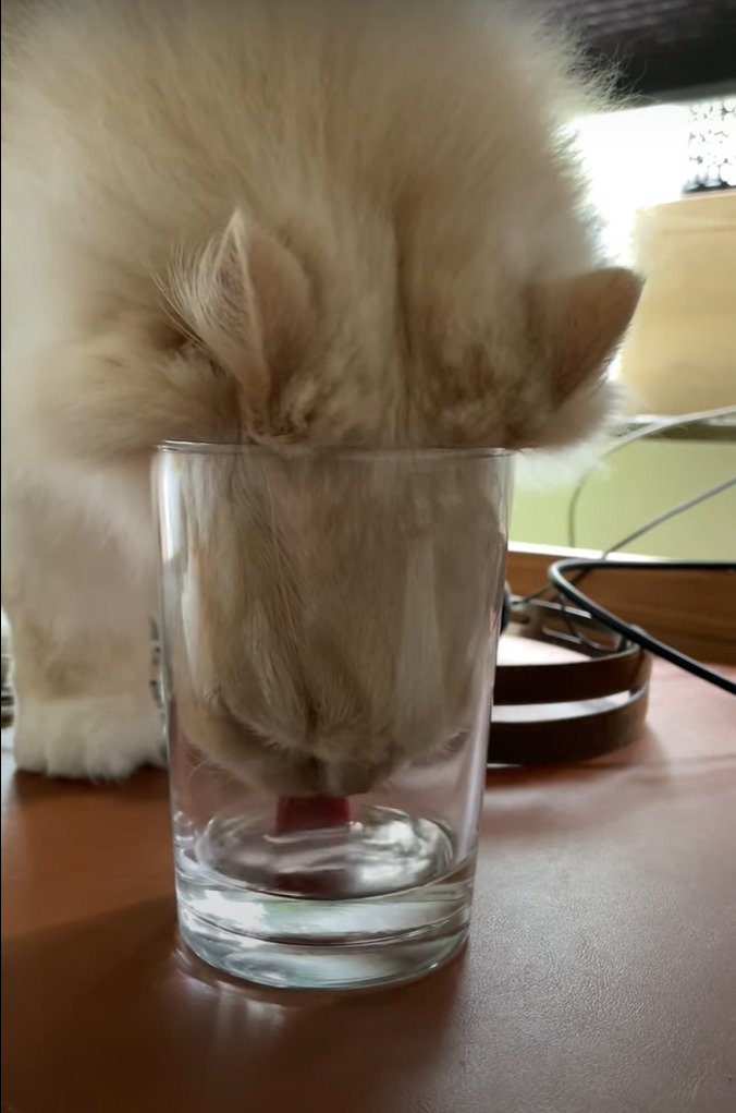 グラスの中の水が飲みたいモフモフ毛並みの猫。ほとんど入っていない水をどう飲むのかと思いきや、その飲んでいる姿にビックリ！【海外・動画】