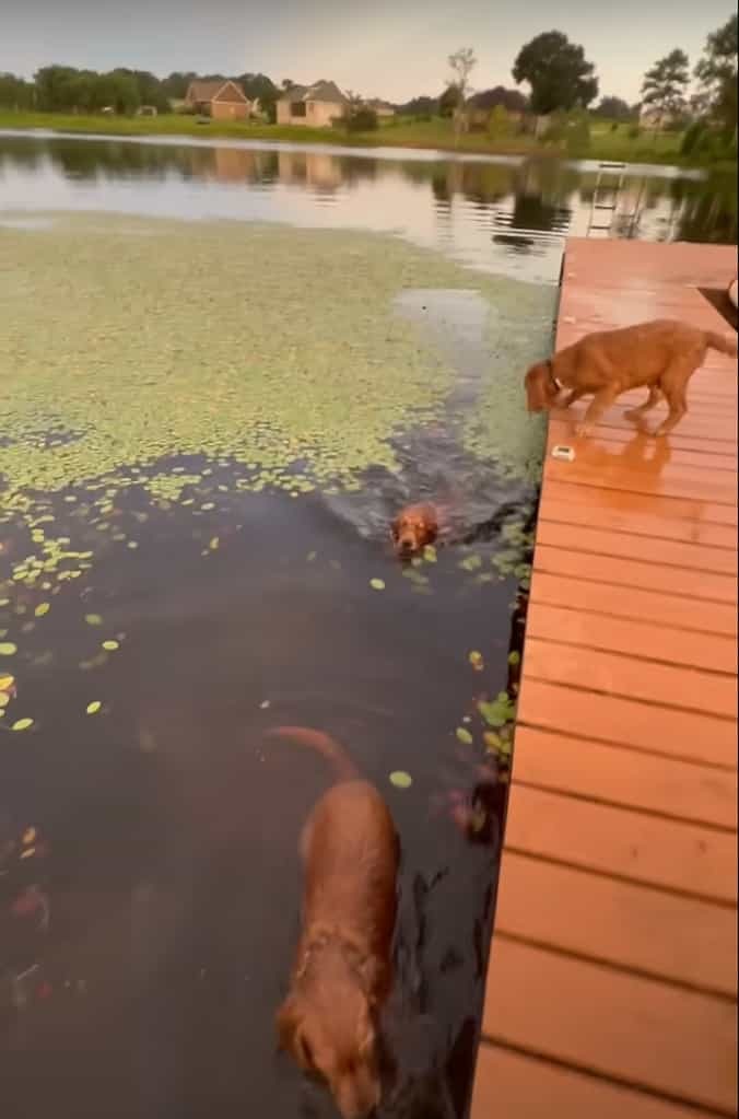 水辺までお散歩に来たゴールデンレトリバーの子犬。水面の浮草を芝生と思ってしまったらしく、この後人生初の水泳の練習をすることになりました