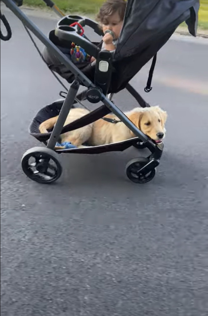 まるで二段ベッド？！毎日一緒にお散歩に行くという赤ちゃんと子犬。お散歩の間、子犬がいる場所にビックリ！！【アメリカ・動画】