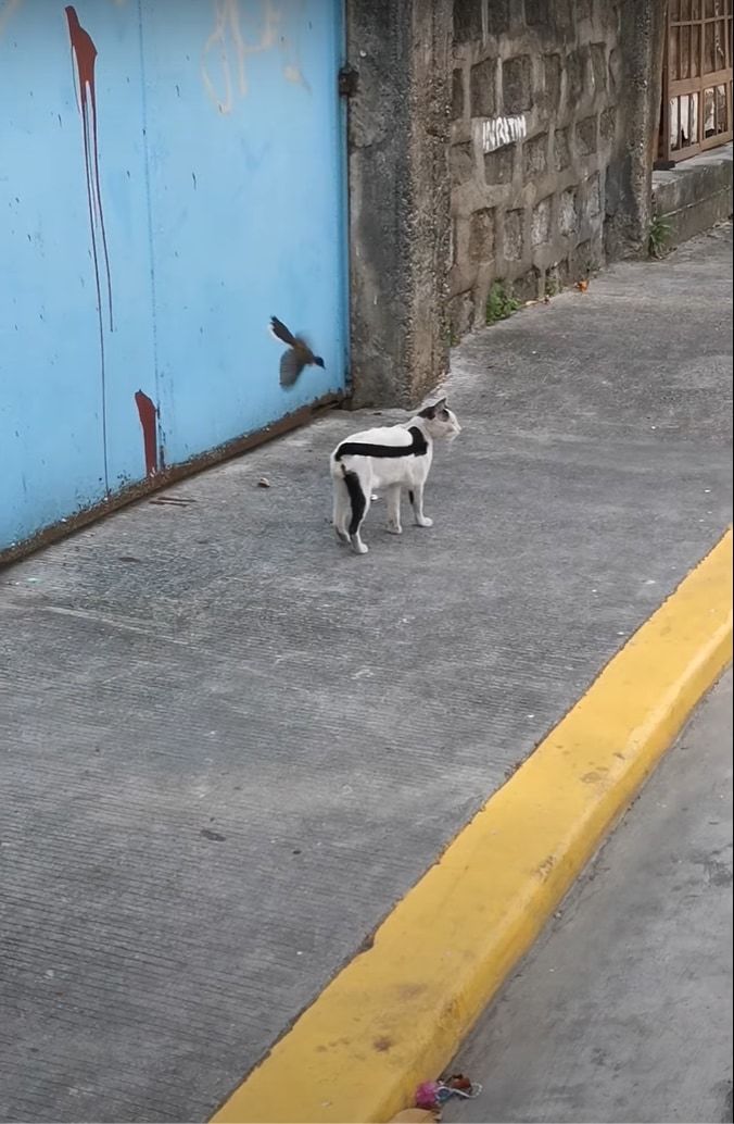 猫の背中を掠めるように飛ぶ小鳥。なんども猫の背中を往復しているけど・・・、構ってほしいの？なにか気になるの？？？