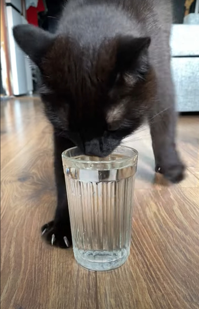 水の注がれたグラスを床に置かれるとすぐさま駆けつけた猫。美味しく水飲む前に・・ダンスをはじめましたよ？！？！