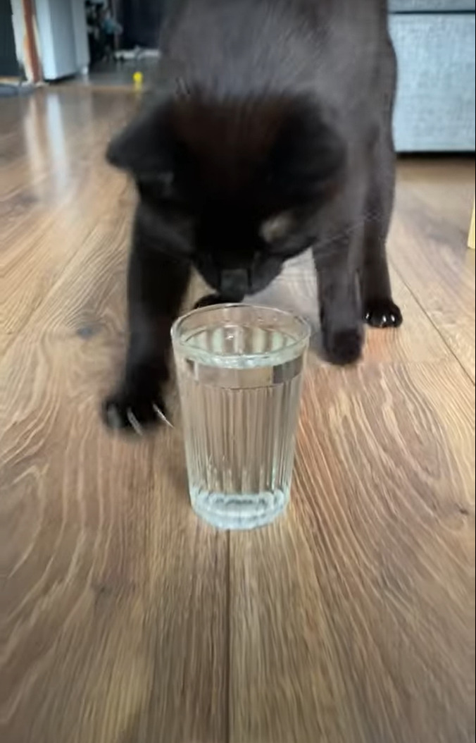 水の注がれたグラスを床に置かれるとすぐさま駆けつけた猫。美味しく水飲む前に・・ダンスをはじめましたよ？！？！