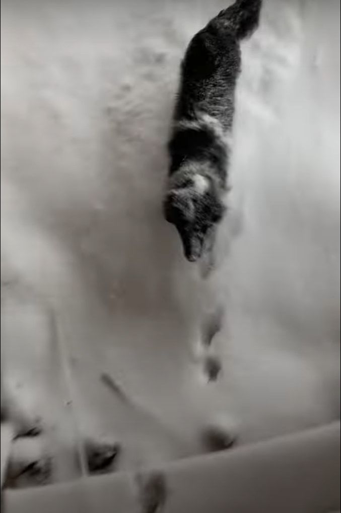 雪が積もったので勢いよく外に飛び出した犬でしたが・・・、思わぬハプニングのせいですぐお家に引き返すのでした