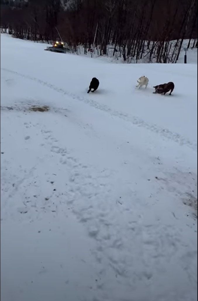 雪の上で頭や体をこすらせるようにして滑って進んでいくラブラドールレトリバーたち。もしかしてこの子達の間でブームなんでしょうか？