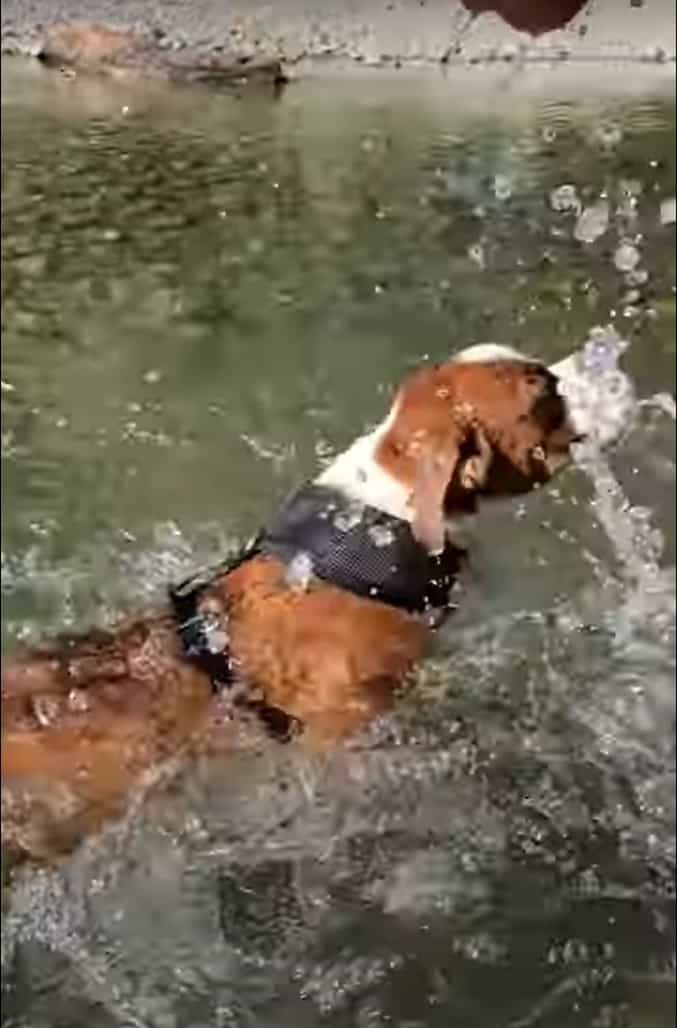 泳ぐのははじめてというボクサーの子犬。見事な犬かきを披露しますが・・・、川の流れが速いのか、なかなか前に進むことができません！！