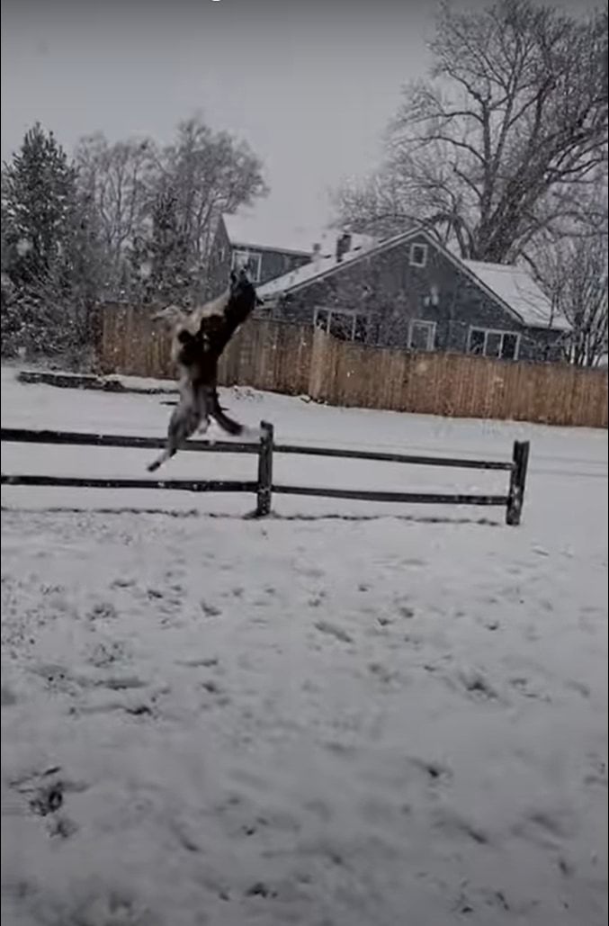 雪が大好きな犬。なんとか雪を捕まえようとジャンプ！ジャンプ！！雪をゲットするためなら何度だってスゴい跳躍をするつもりのようです