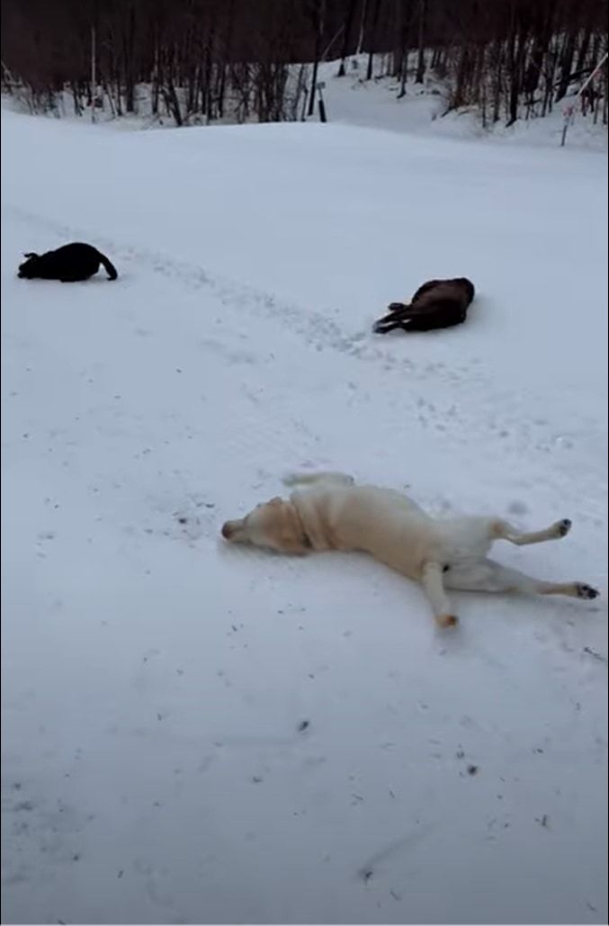 雪の上で頭や体をこすらせるようにして滑って進んでいくラブラドールレトリバーたち。もしかしてこの子達の間でブームなんでしょうか？