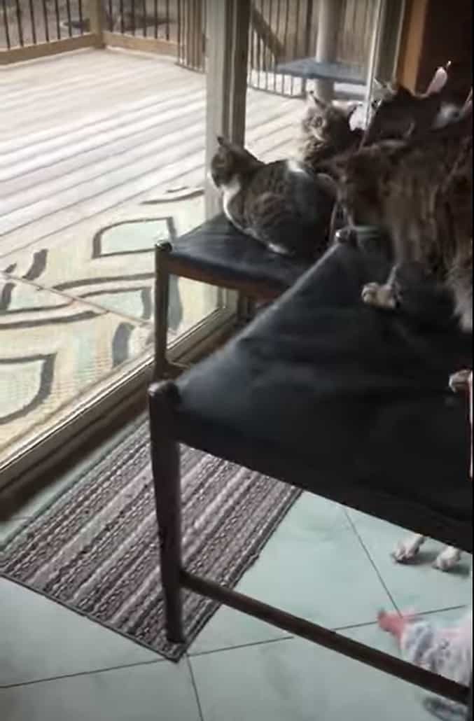 みんなで椅子に腰掛けて窓際に!猫たちは窓越しにバードウォッチングを楽しんでいました。4匹がみんなで仲良く並んでなんとも優雅なひとときです