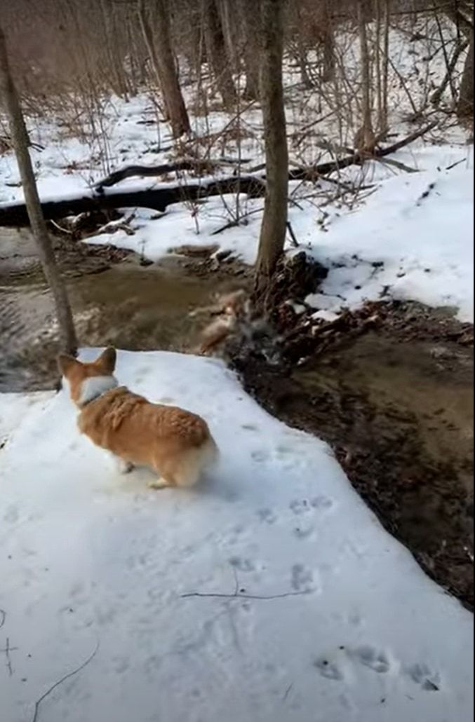 これは冷たそう！！雪も積もる小川の近くで追いかけっこをしていたコーギーたち。追われるコーギーが誤って川へポチャンと落ちてしまいました！！